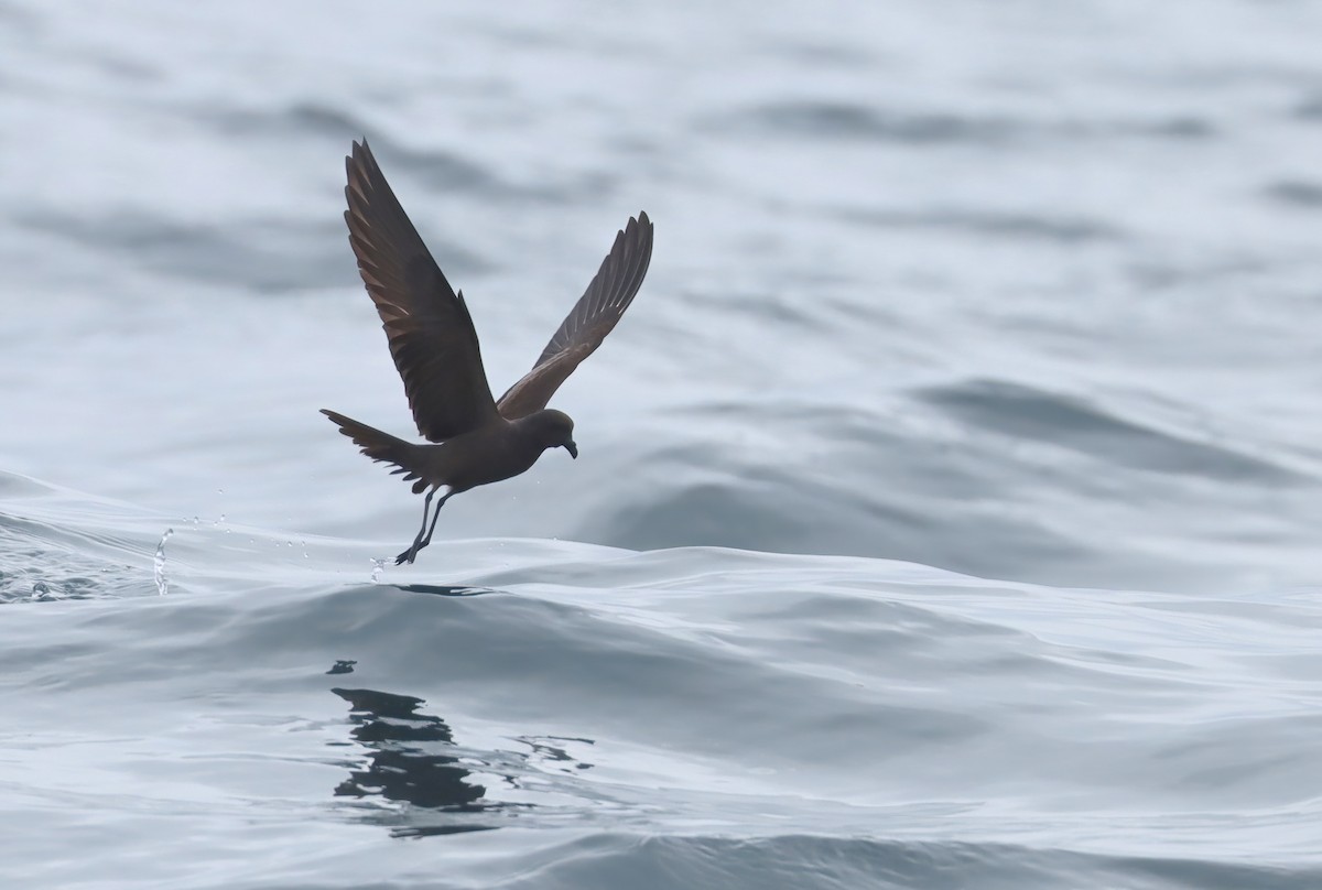 Black Storm-Petrel - ML642512005
