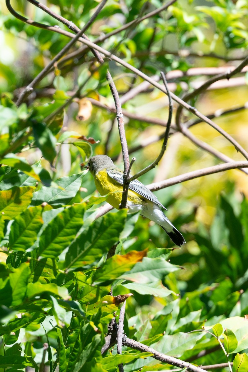 Magnolia Warbler - ML642512011