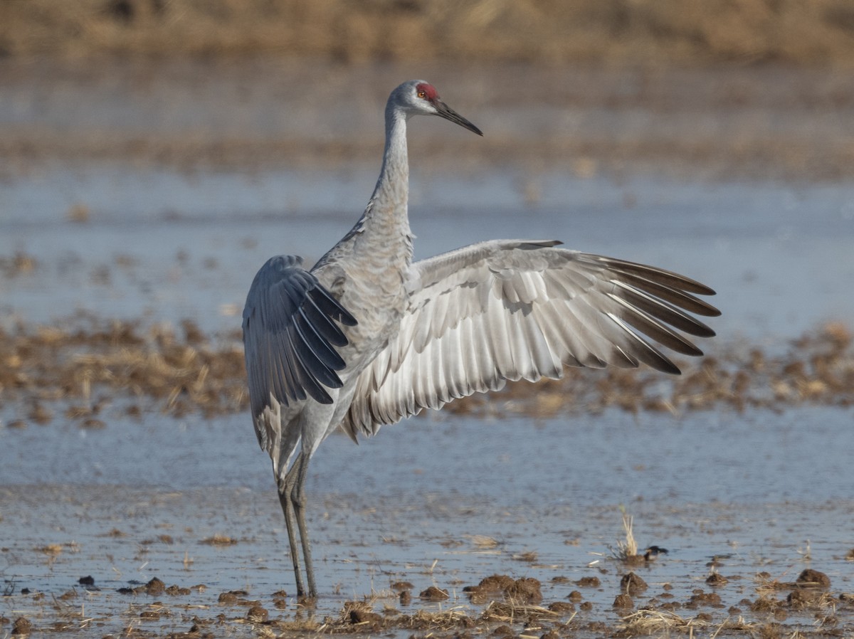 Sandhill Crane - ML642512017