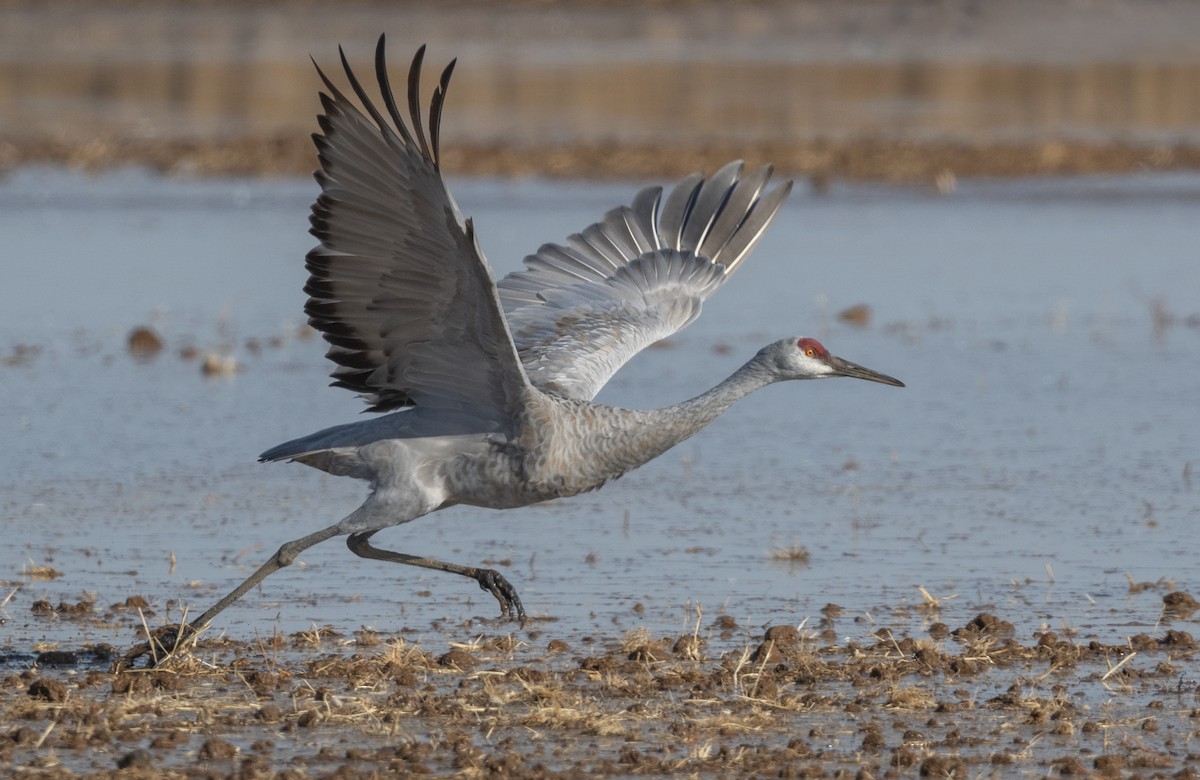 Sandhill Crane - ML642512018