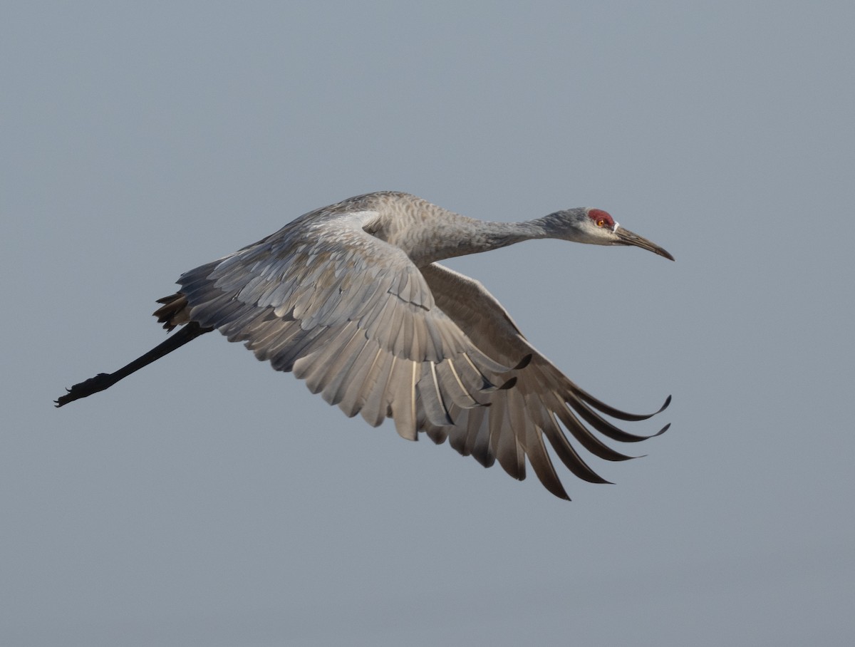 Sandhill Crane - ML642512019