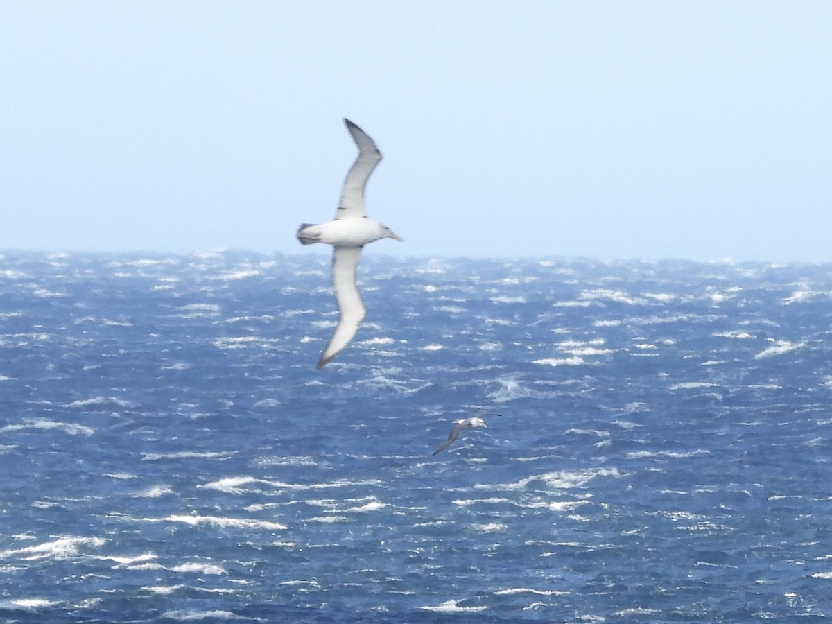 Albatros à cape blanche - ML642512023