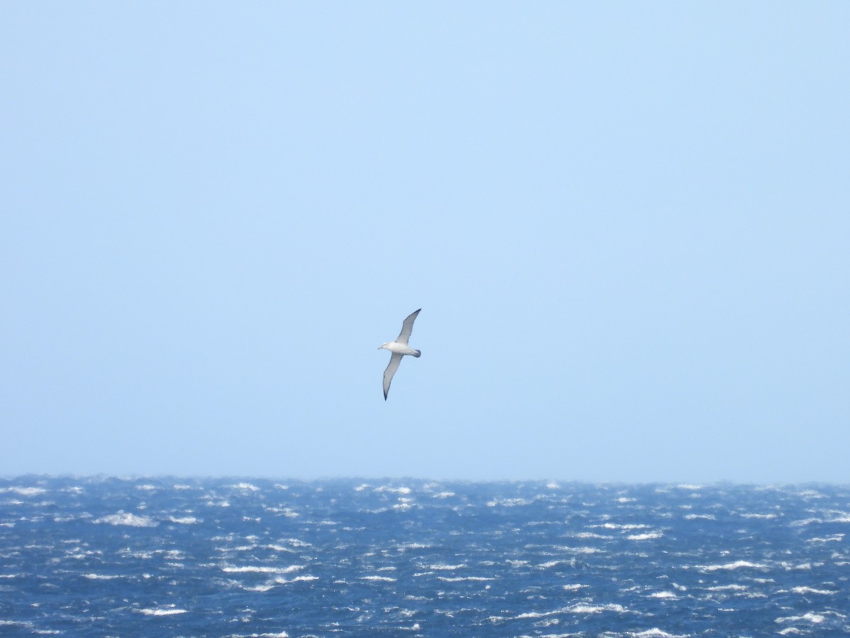 Albatros à cape blanche - ML642512024
