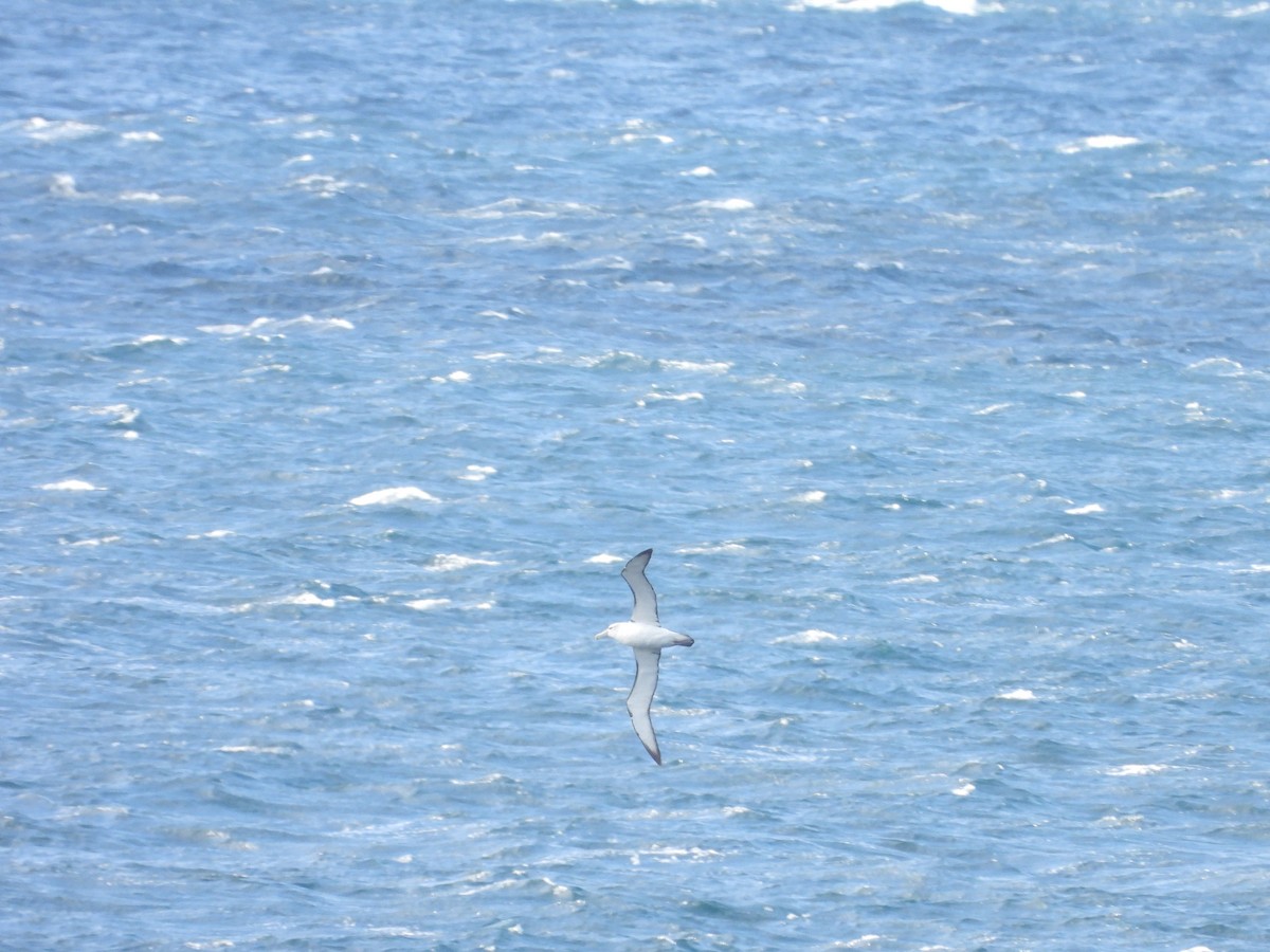 Albatros à cape blanche - ML642512025