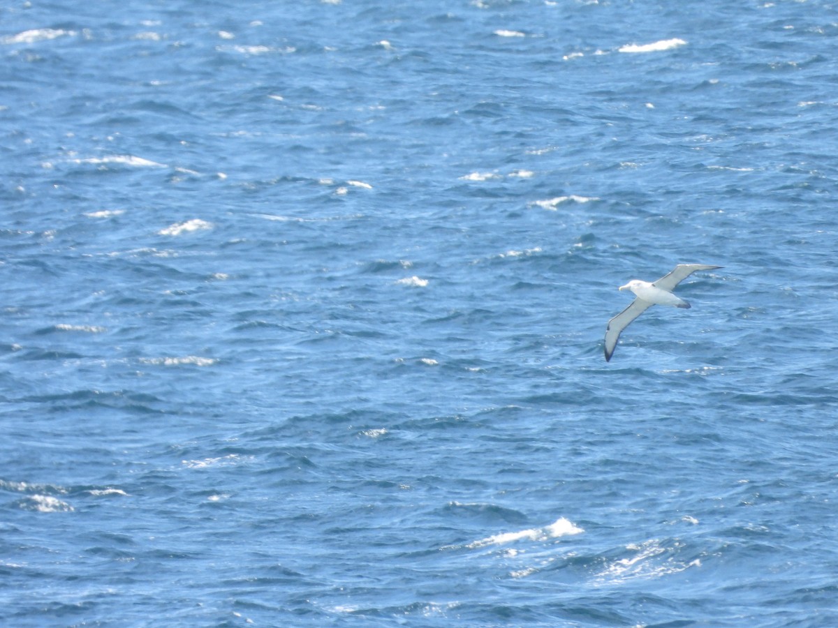 Albatros à cape blanche - ML642512026