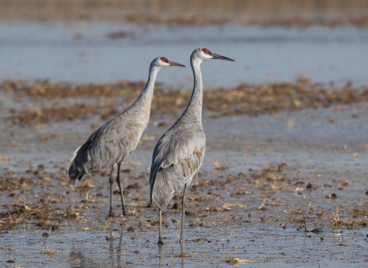 Sandhill Crane - ML642512033