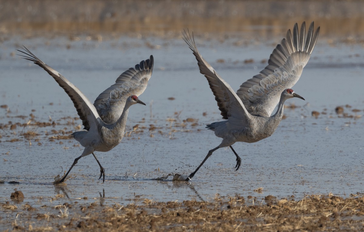 Sandhill Crane - ML642512034