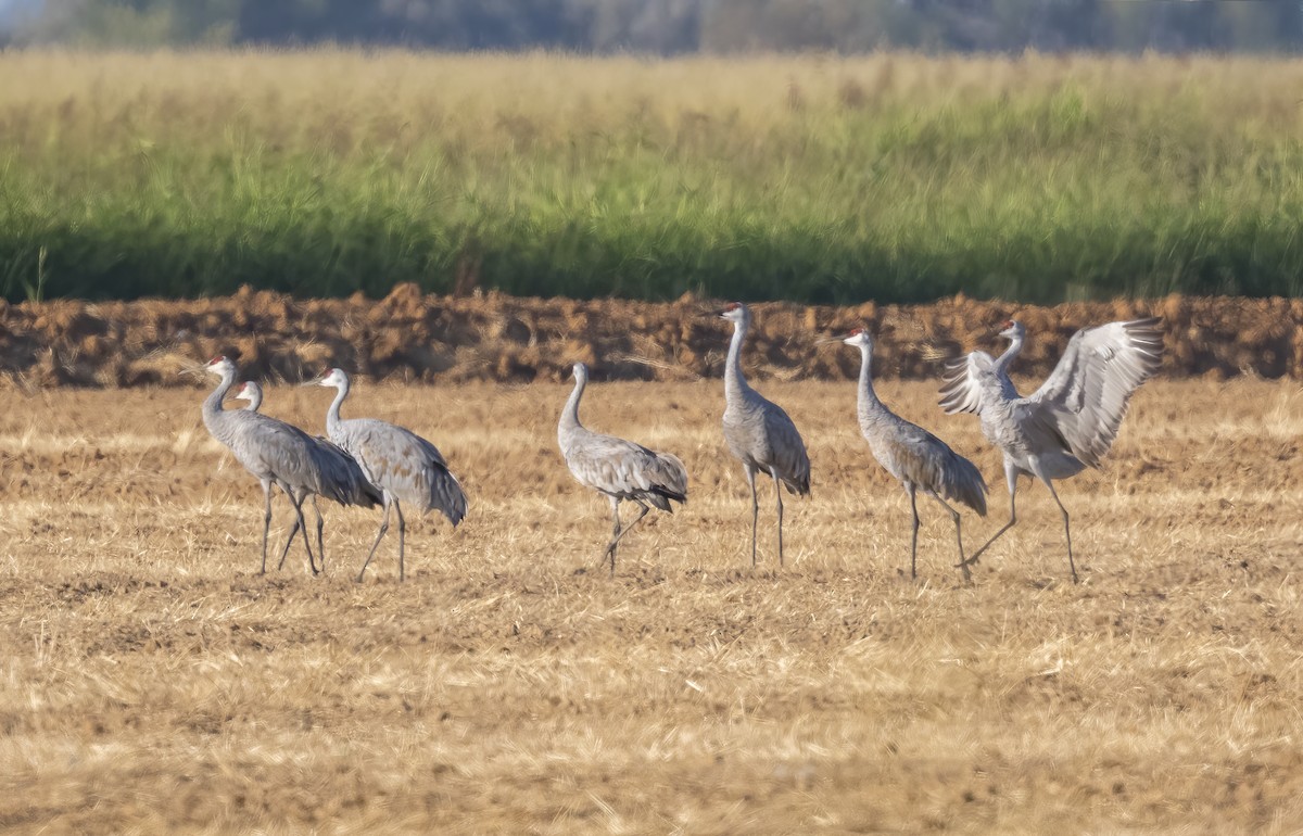 Sandhill Crane - ML642512038