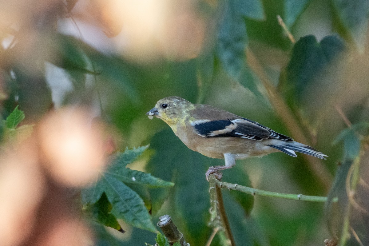 American Goldfinch - ML642512064