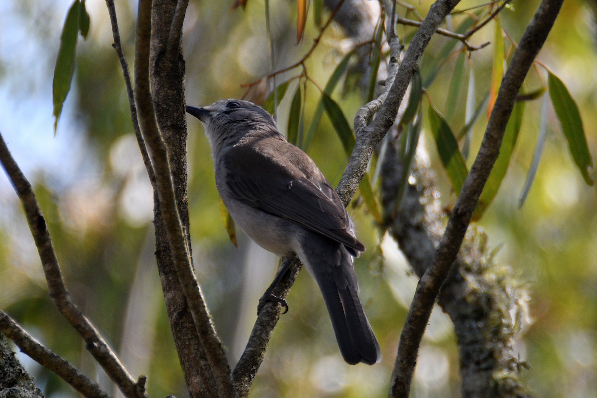 Gray Shrikethrush - ML642512065