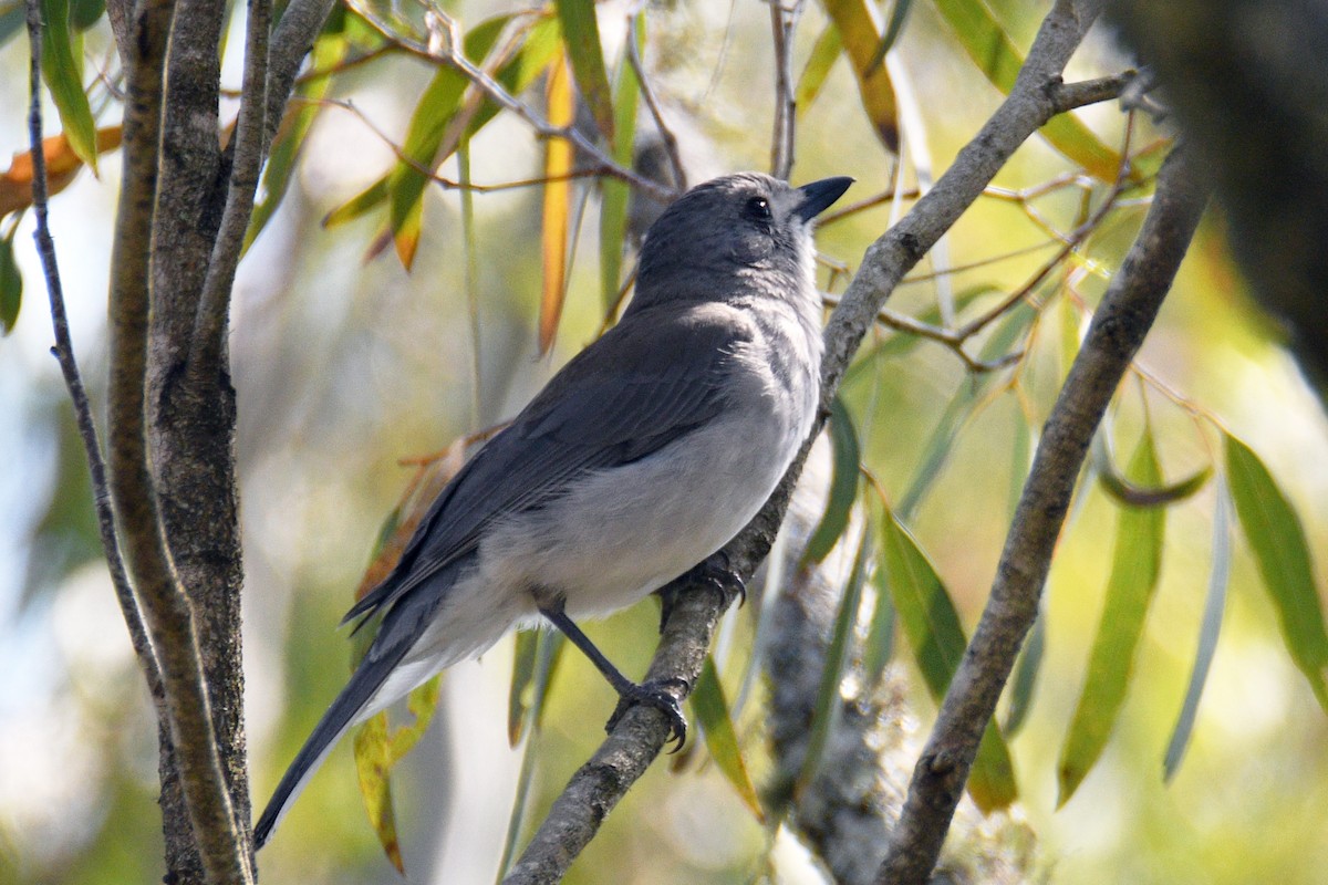 Gray Shrikethrush - ML642512066