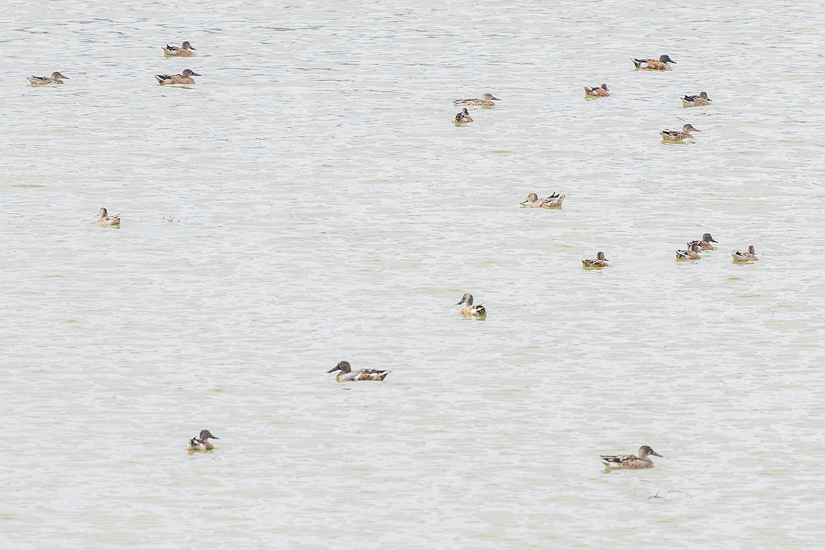 Canard souchet - ML642512067