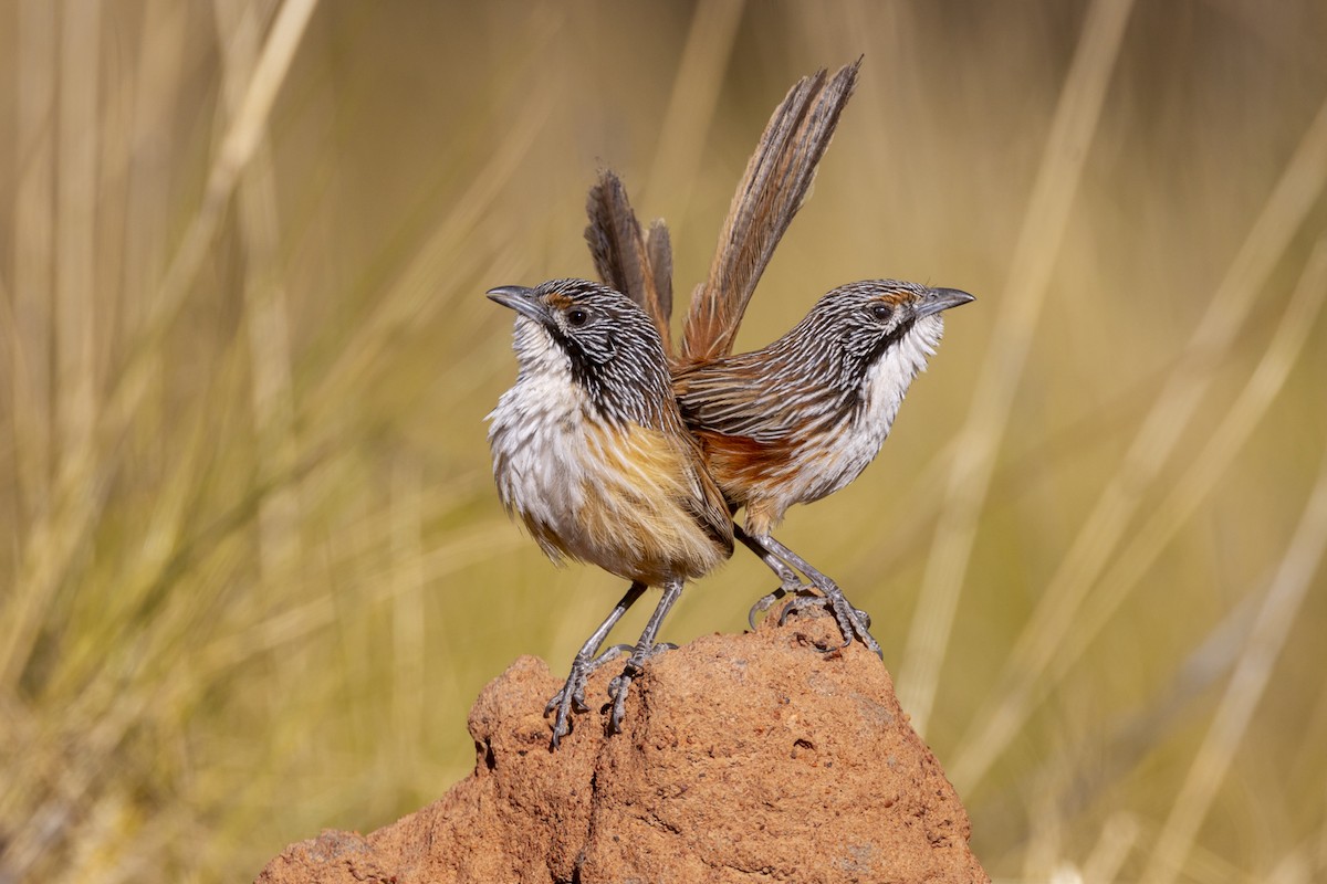 Carpentarian Grasswren - ML642512097