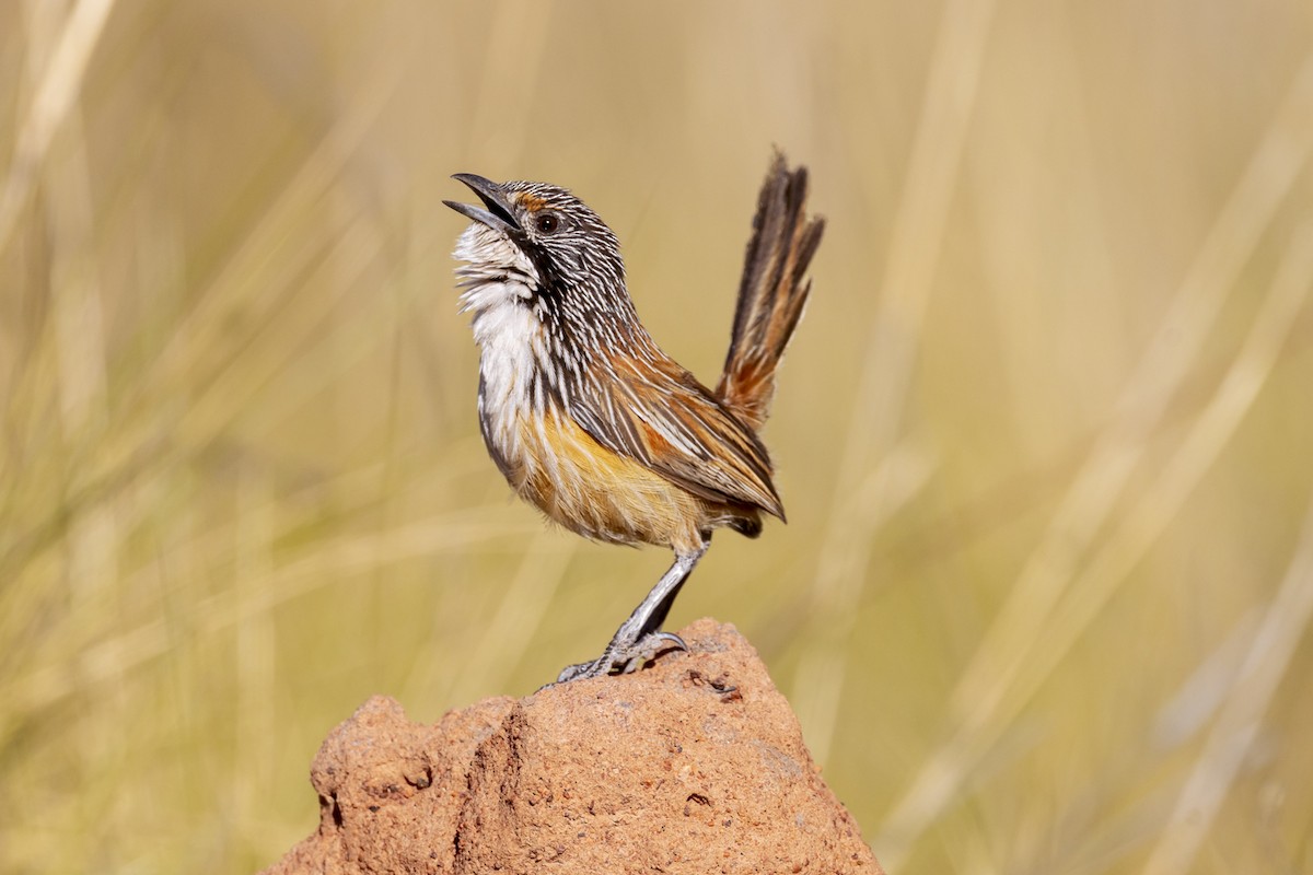 Carpentarian Grasswren - ML642512098