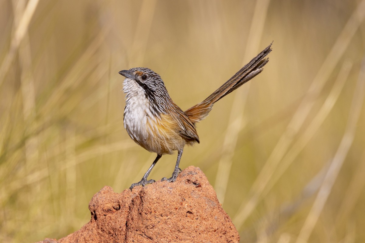 Carpentarian Grasswren - ML642512099