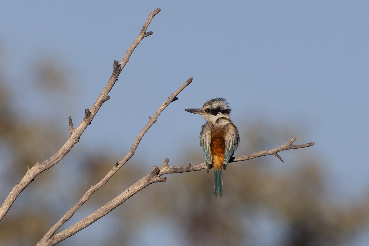 Red-backed Kingfisher - ML642512100