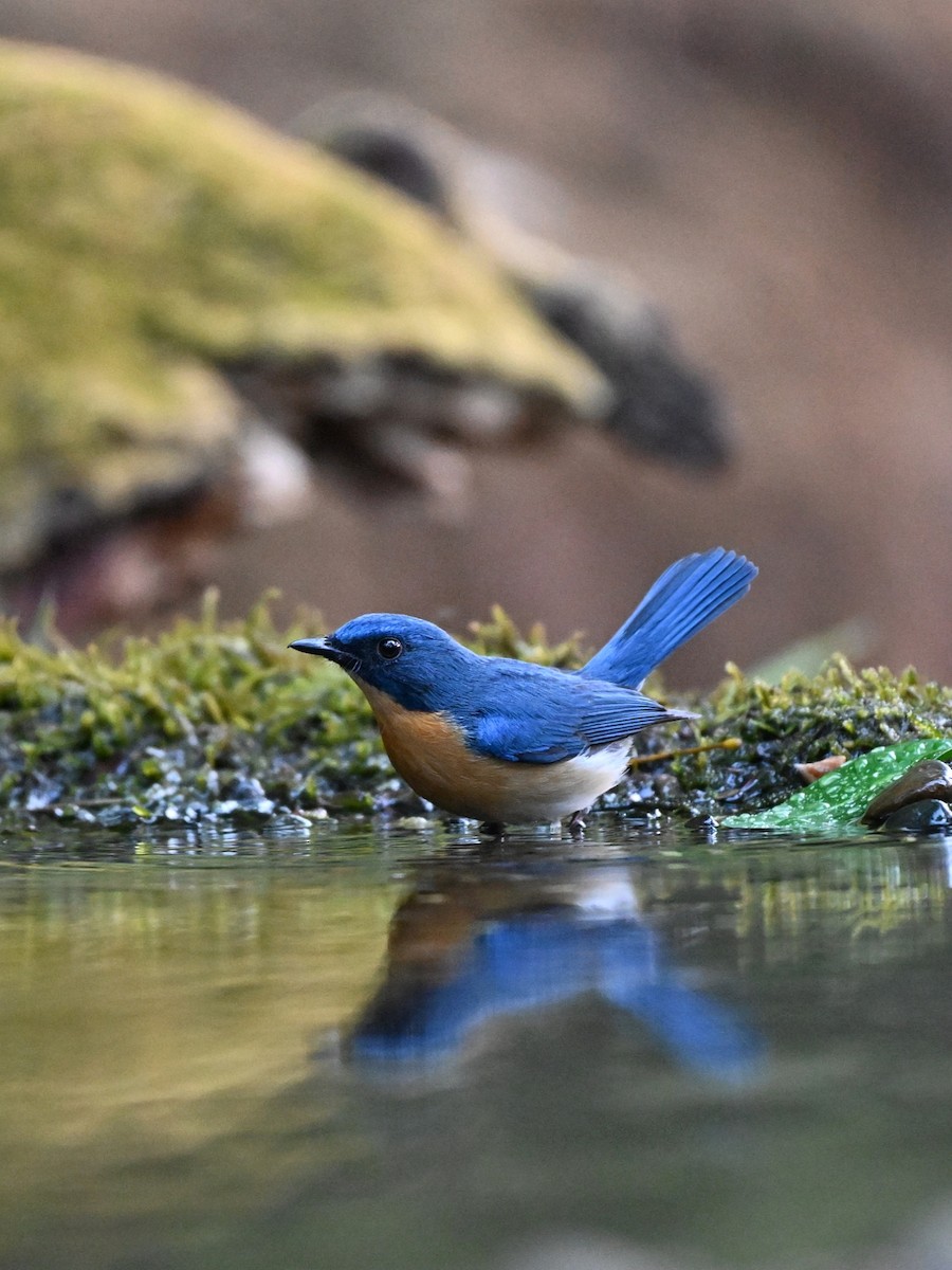 Tickell's Blue Flycatcher - ML642512102