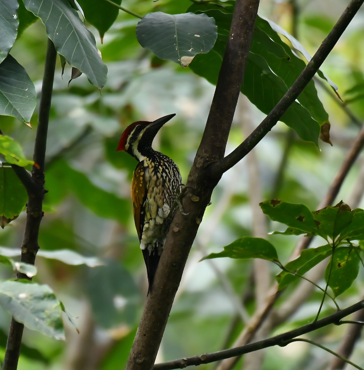 Black-rumped Flameback - ML642512108