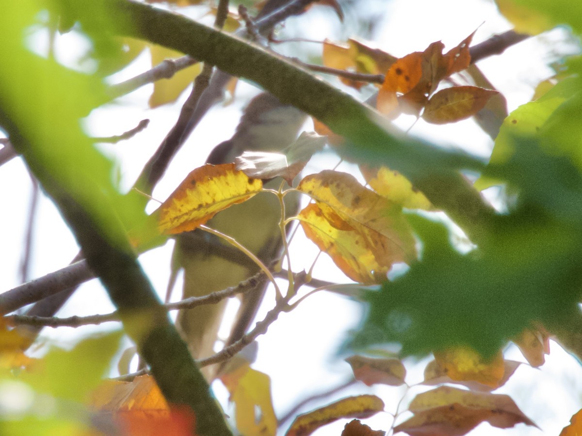 cuculidé sp. - ML642512109