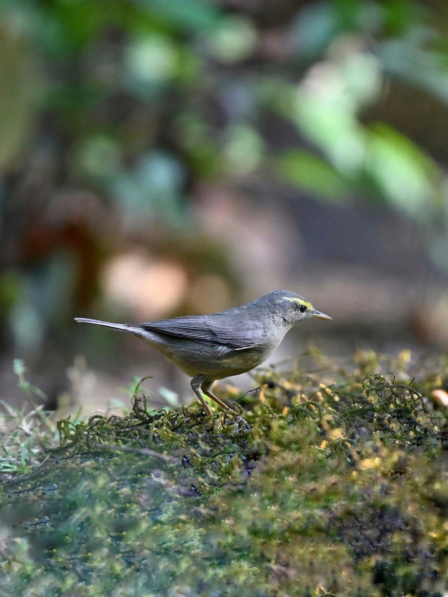 Sulphur-bellied Warbler - ML642512112