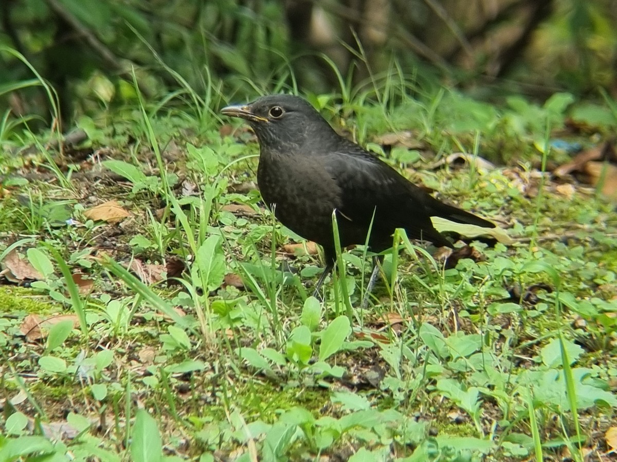 Chinese Blackbird - ML642512115