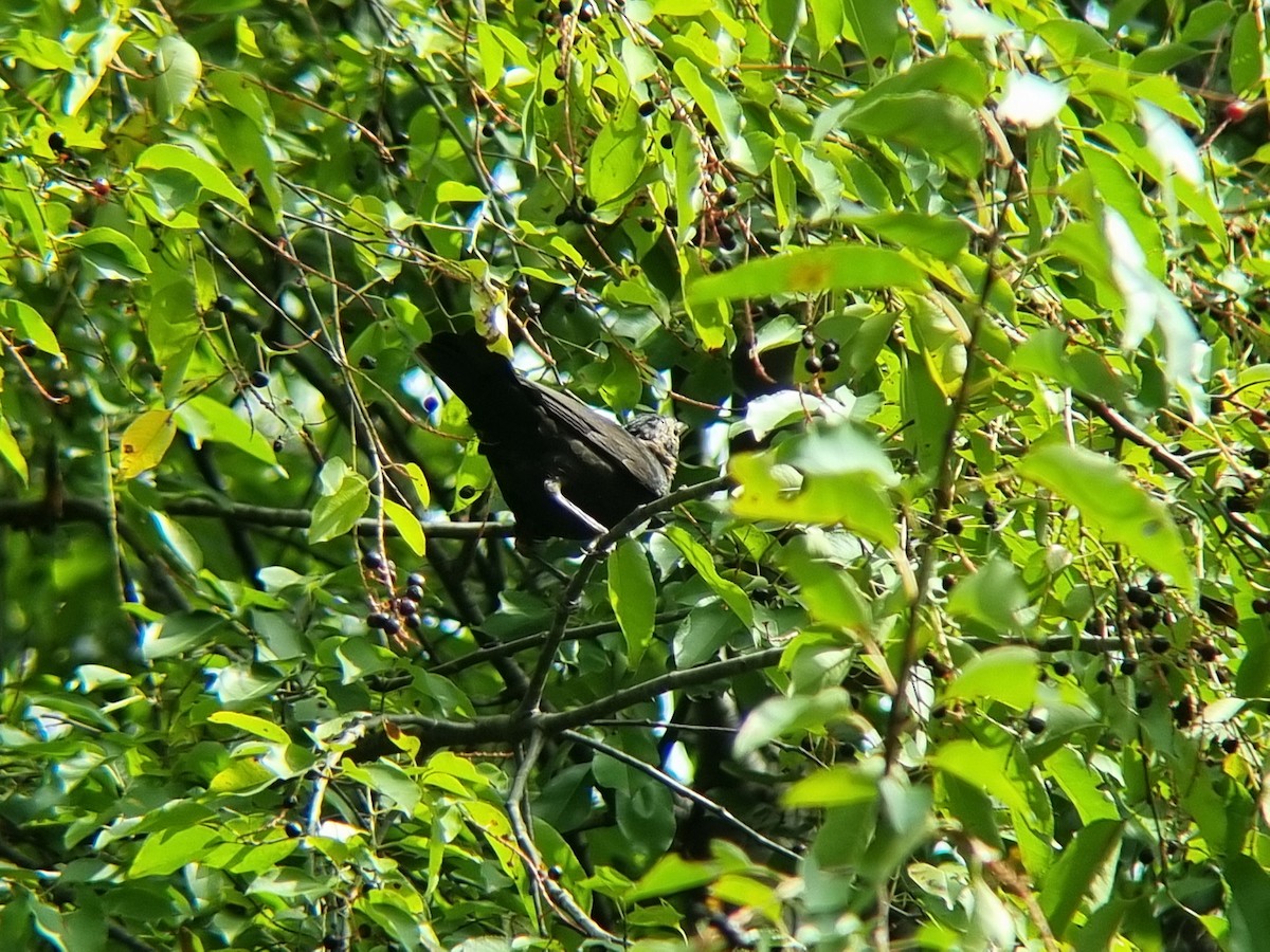 Chinese Blackbird - ML642512116