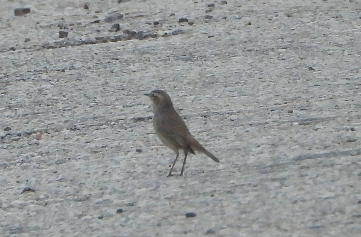 blåstrupe - ML642512119