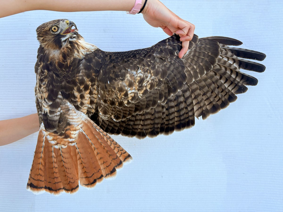 Red-tailed Hawk (calurus/alascensis) - ML642512125