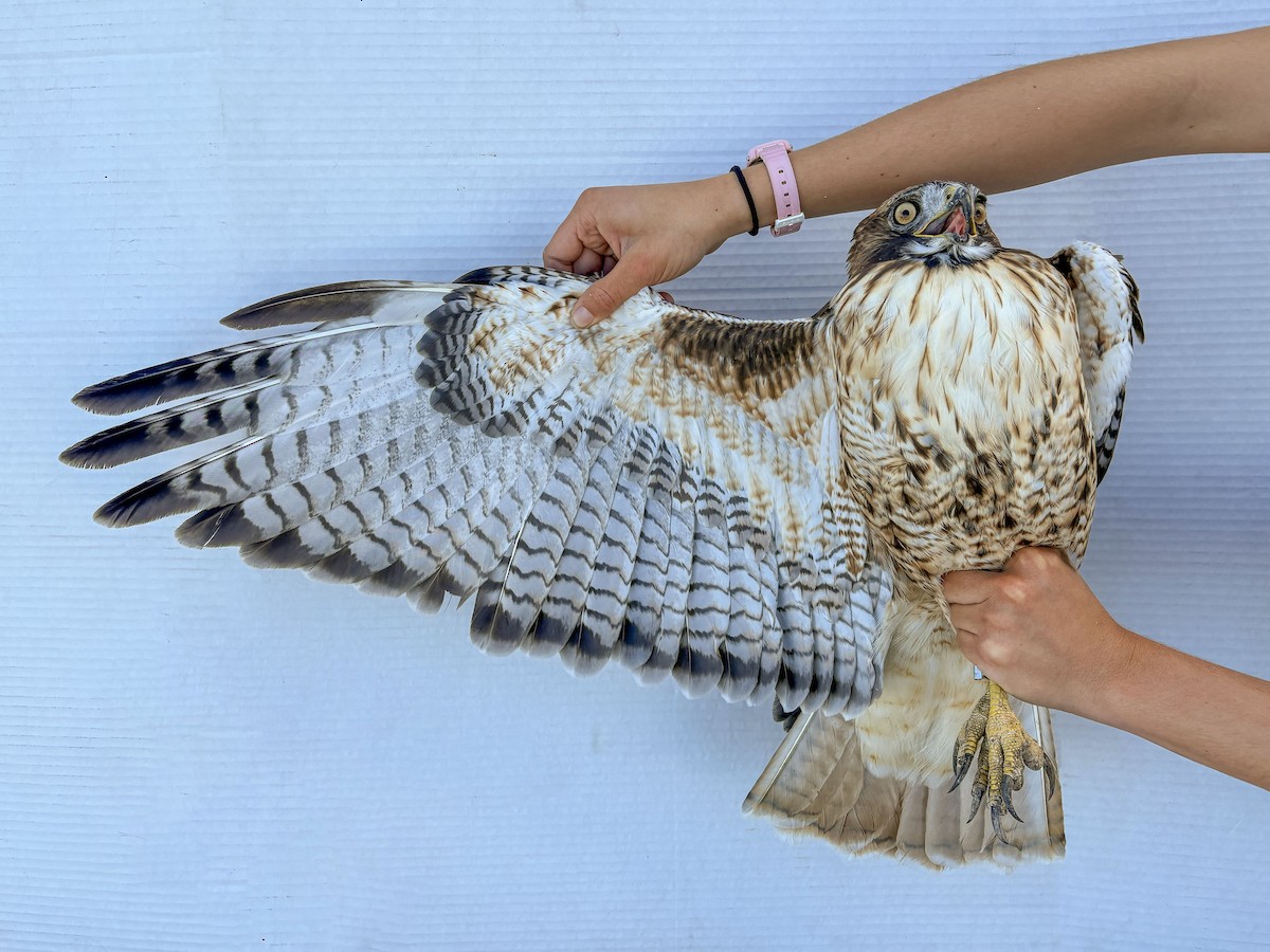 Red-tailed Hawk (calurus/alascensis) - ML642512126