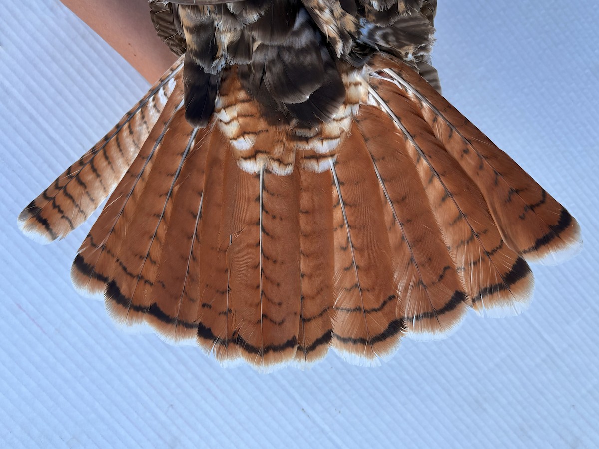 Red-tailed Hawk (calurus/alascensis) - ML642512127