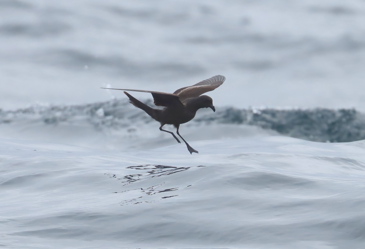 Black Storm-Petrel - ML642512130