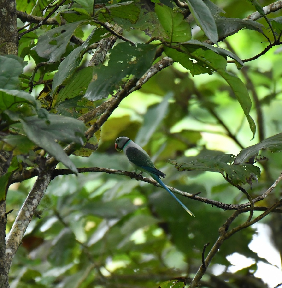 Malabar Parakeet - ML642512136