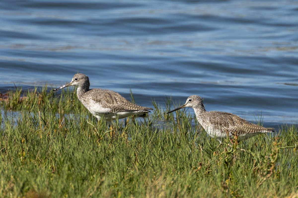 plystresnipe - ML642512150
