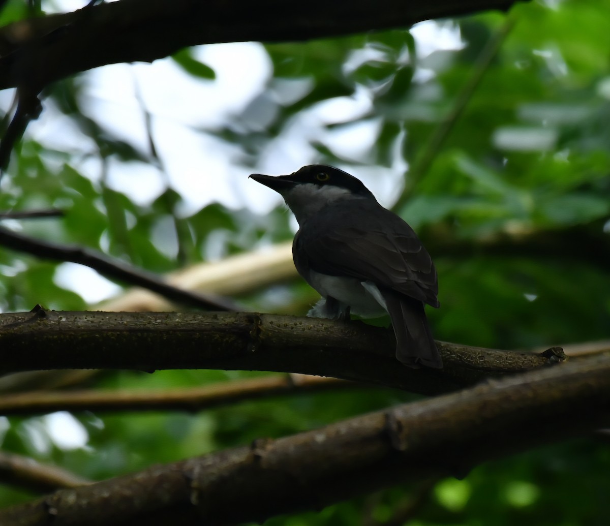 Malabar Woodshrike - ML642512158