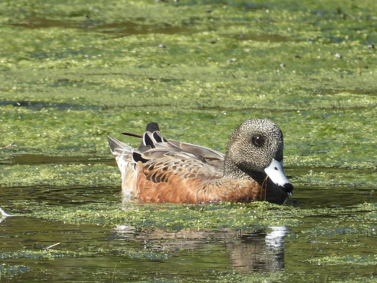 Canard d'Amérique - ML642512164