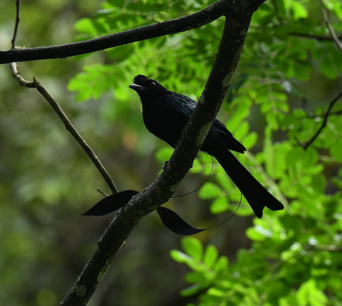 Greater Racket-tailed Drongo - ML642512167