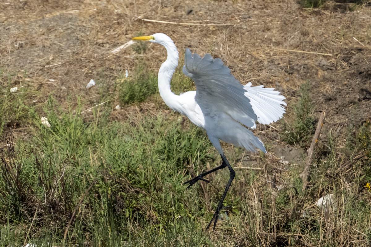 egretthegre - ML642512171