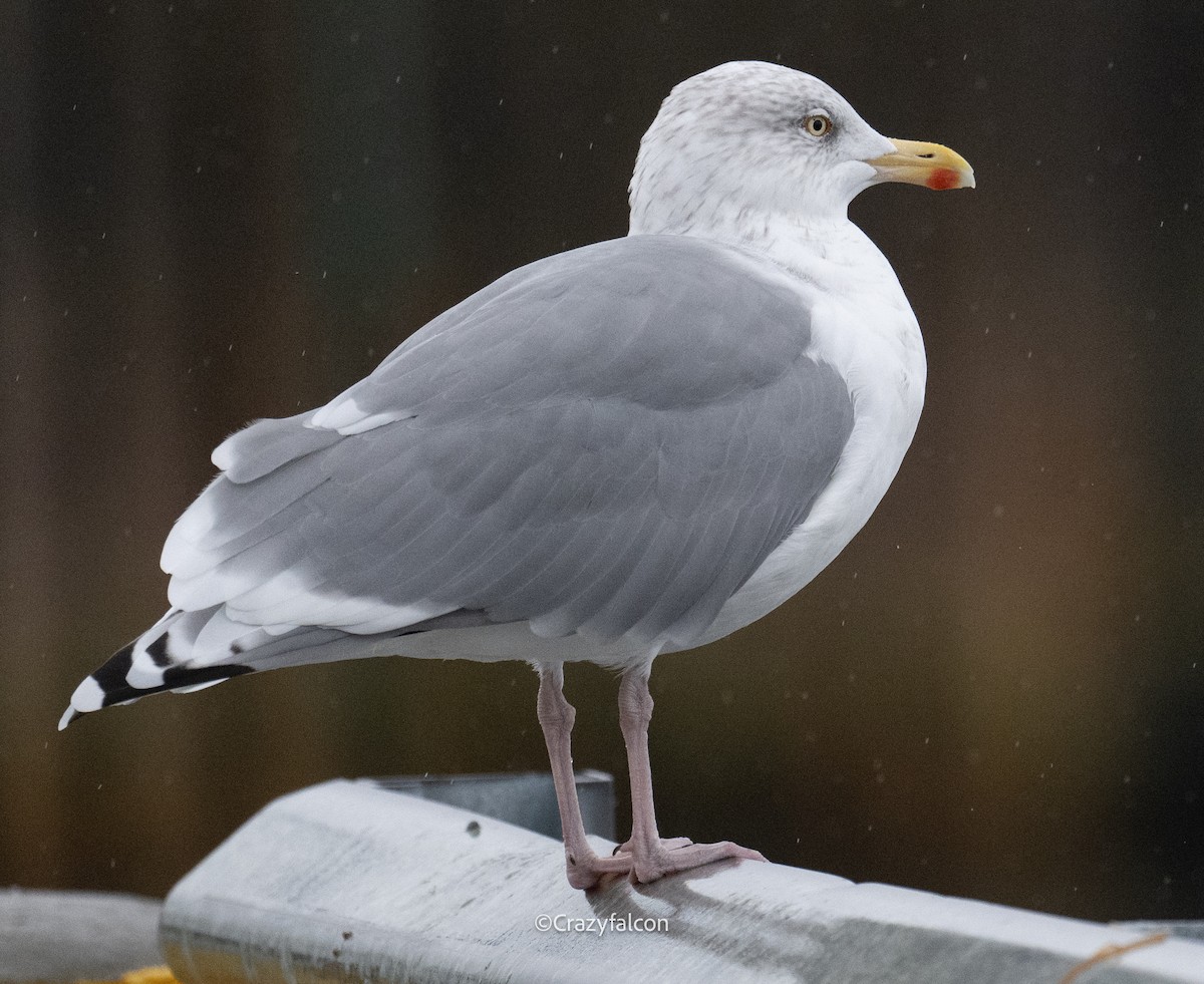 European Herring Gull - ML642512175
