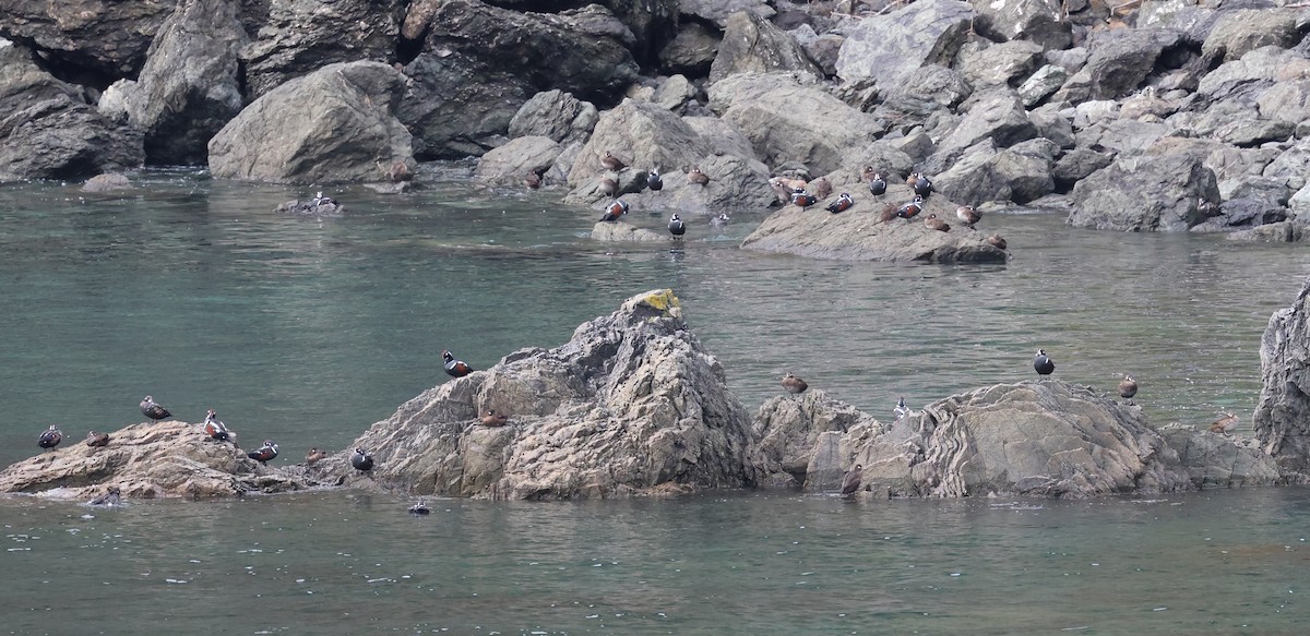 Harlequin Duck - ML642512188