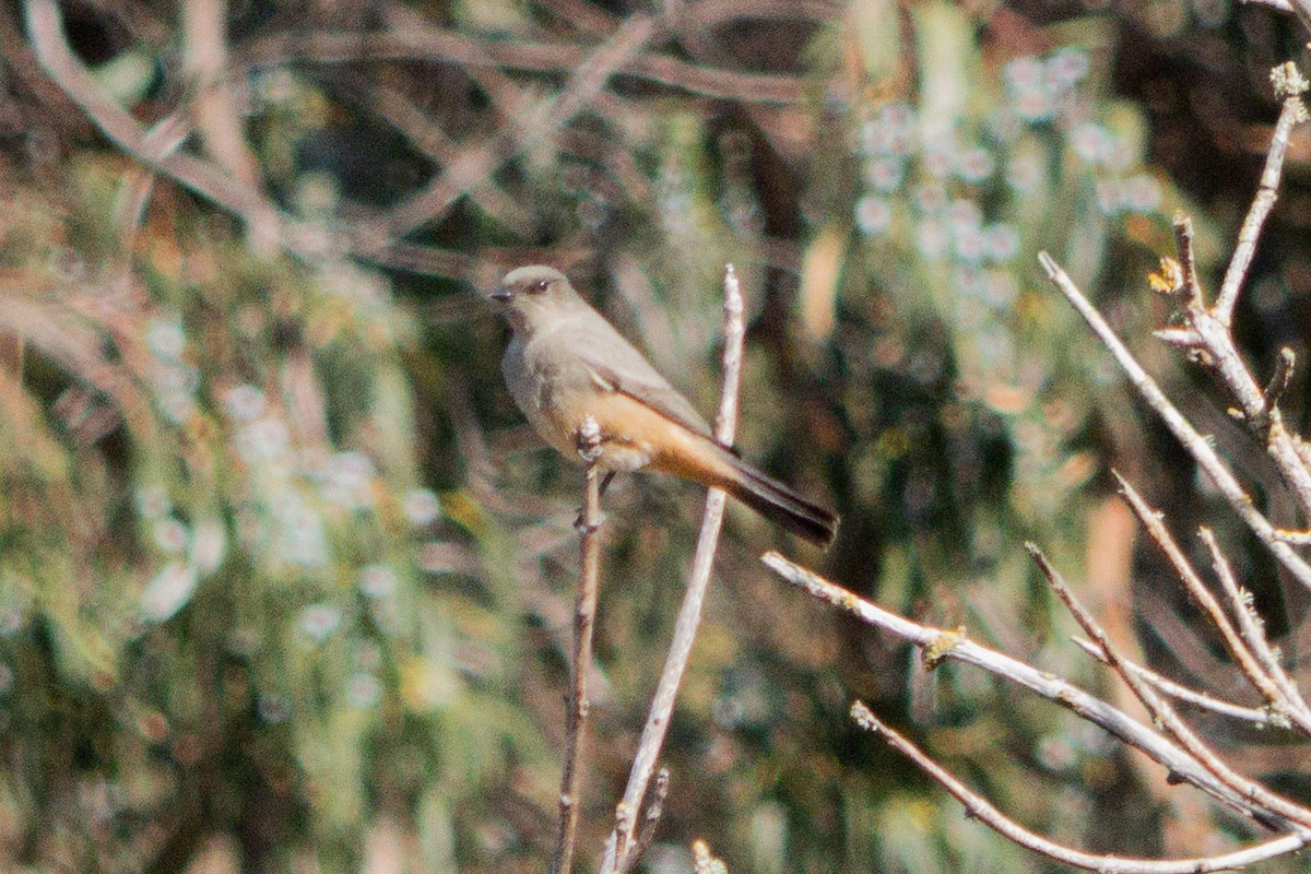 Say's Phoebe - ML642512210