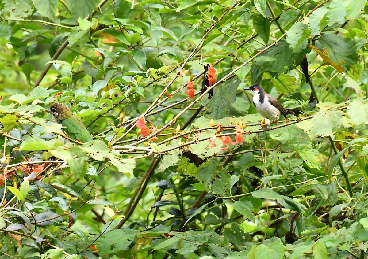 Red-whiskered Bulbul - ML642512213