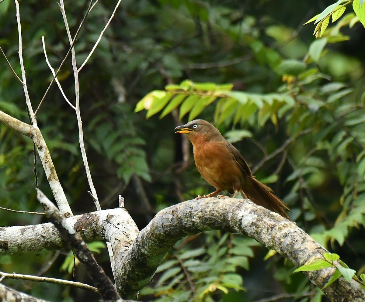 Rufous Babbler - ML642512226