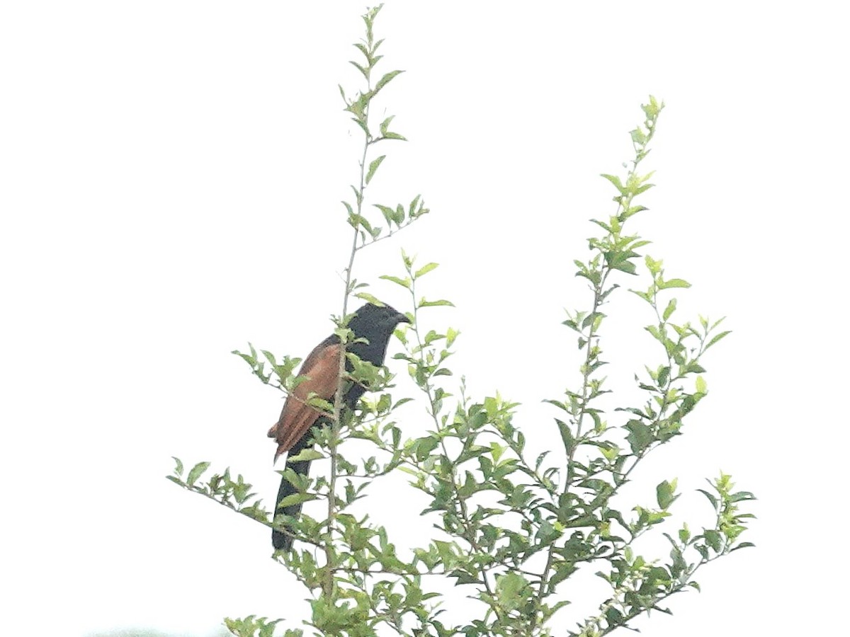 Black Coucal - ML642512227