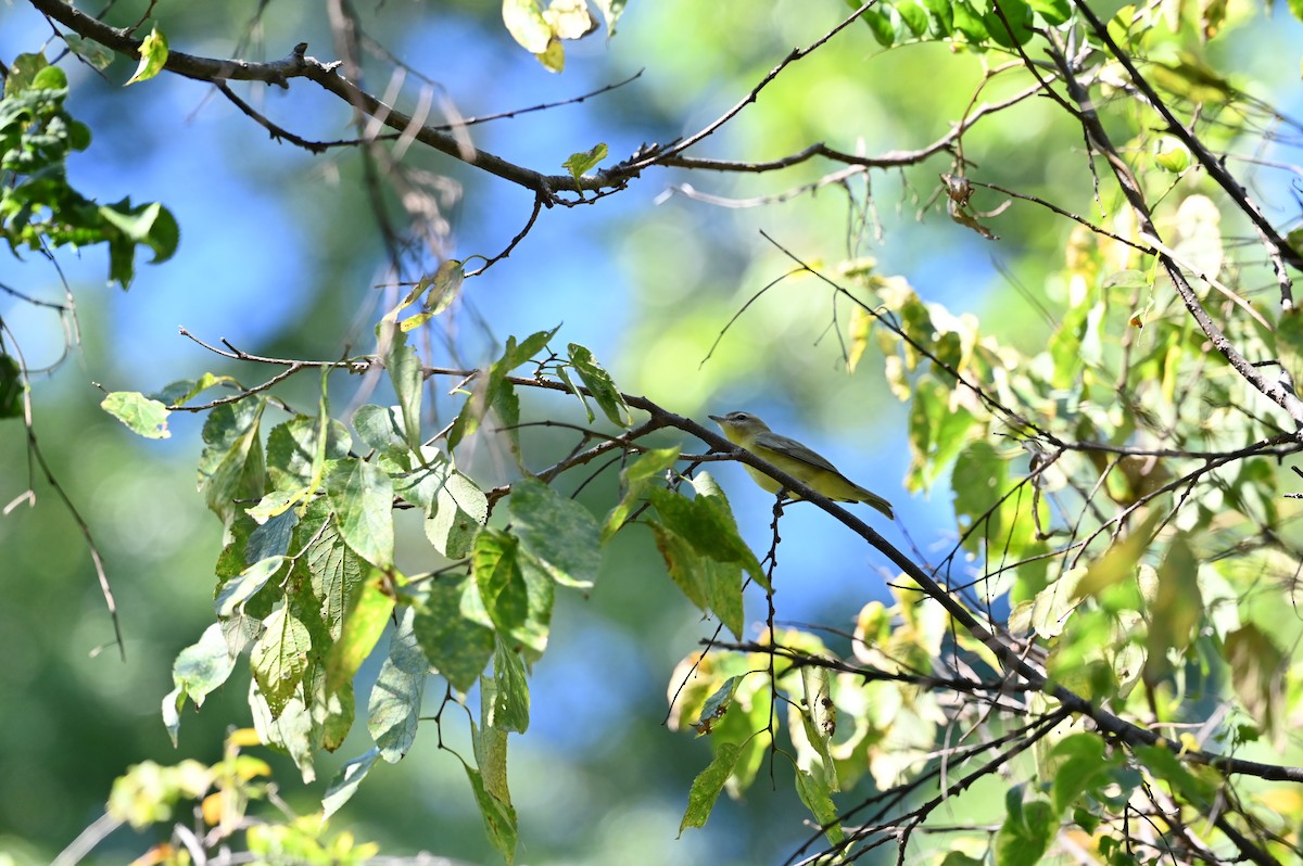 Philadelphia/Warbling Vireo - ML642512228