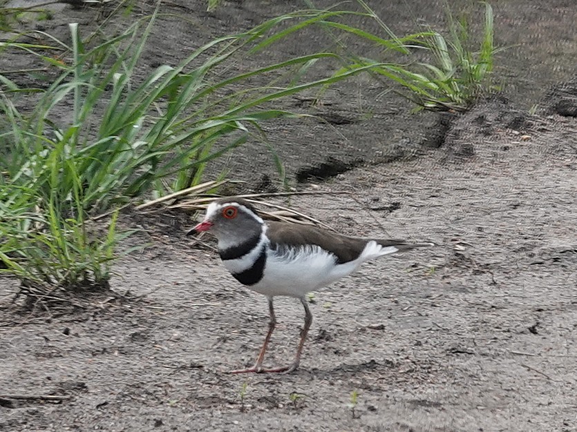 Three-banded Plover (African) - ML642512233