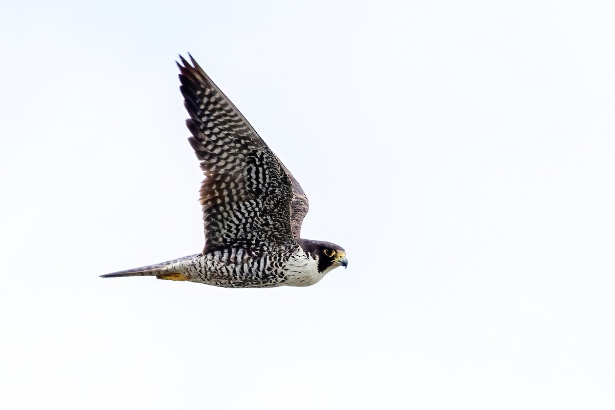 Peregrine Falcon - ML642512241