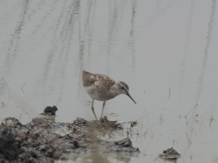 Bruchwasserläufer - ML642512248