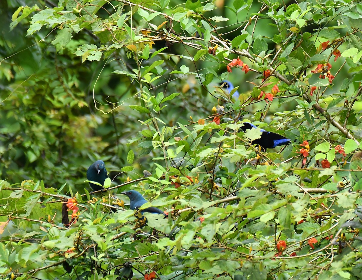 Asian Fairy-bluebird - ML642512252