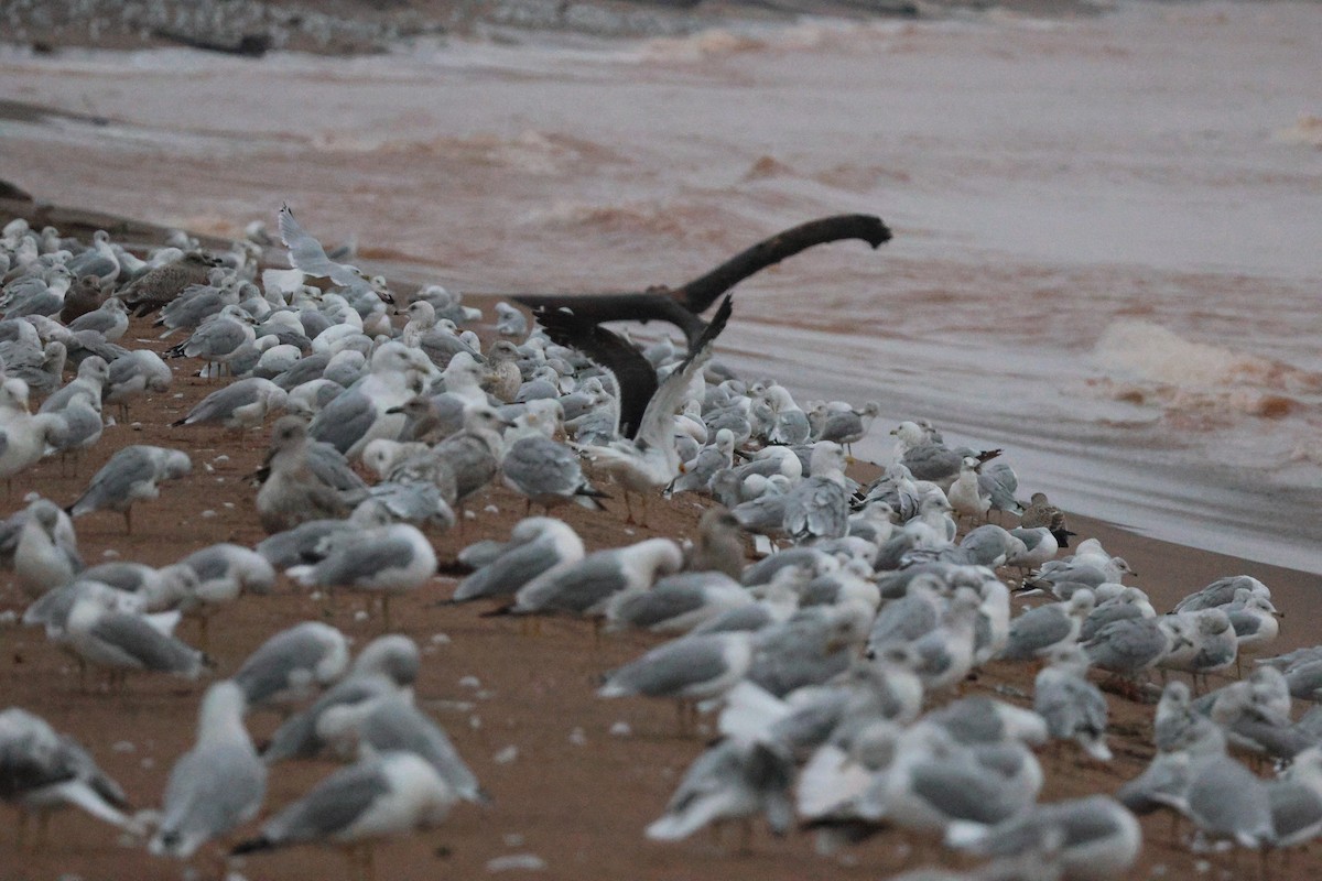 Lesser Black-backed Gull - ML642512281