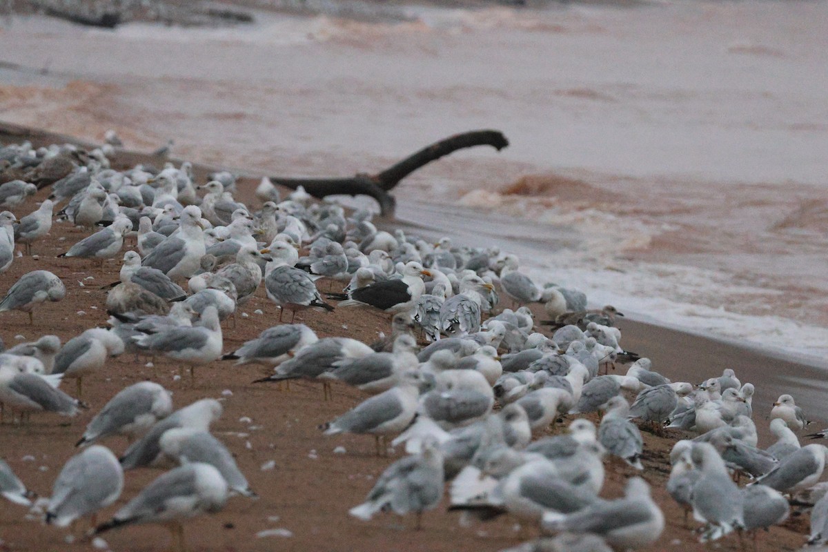 Lesser Black-backed Gull - ML642512282